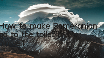 How to make Pomeranian go to the toilet by himself