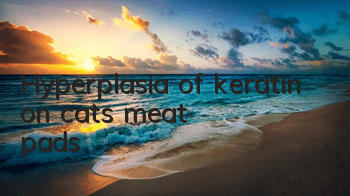 Hyperplasia of keratin on cat's meat pads