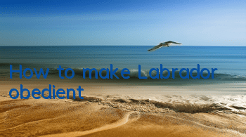 How to make Labrador obedient