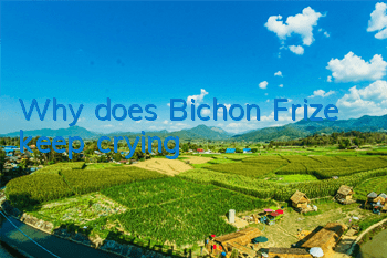 Why does Bichon Frize keep crying?