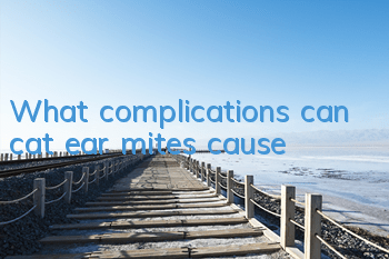 What complications can cat ear mites cause?