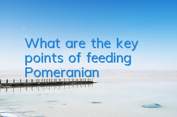 What are the key points of feeding Pomeranian?