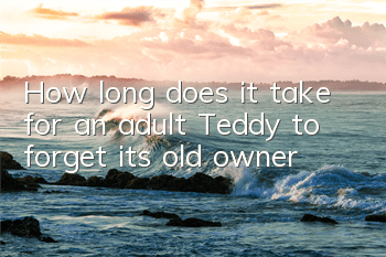 How long does it take for an adult Teddy to forget its old owner?
