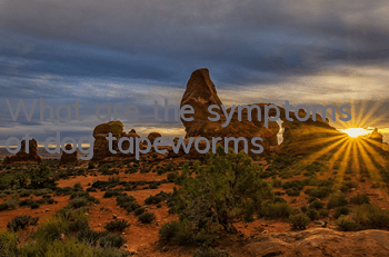 TWhat are the symptoms of dog tapeworms?