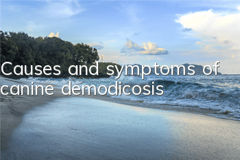 TCauses and symptoms of canine demodicosis