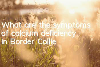 What are the symptoms of calcium deficiency in Border Collie?
