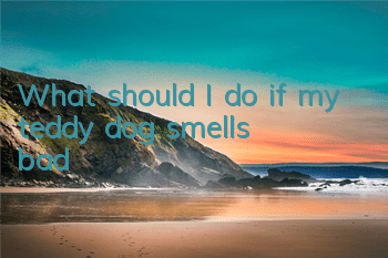 What should I do if my teddy dog ​​smells bad?