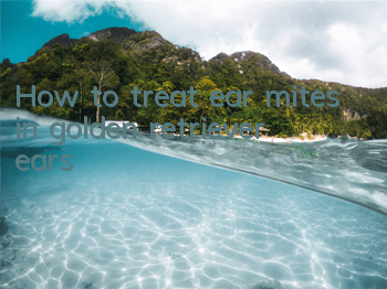 How to treat ear mites in golden retriever ears