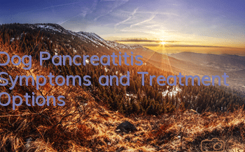 Dog Pancreatitis Symptoms and Treatment Options