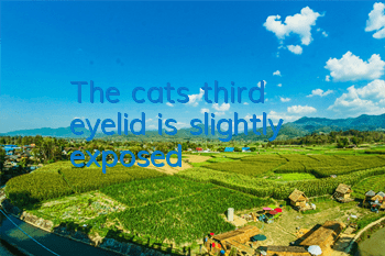 The cat’s third eyelid is slightly exposed
