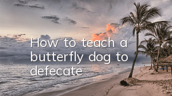 How to teach a butterfly dog ​​to defecate