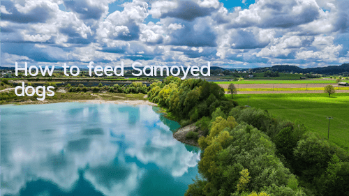 How to feed Samoyed dogs