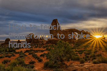 How to teach Pomeranian to shake hands