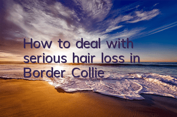 How to deal with serious hair loss in Border Collie