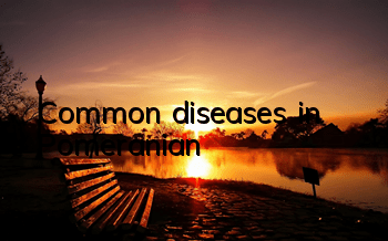 TCommon diseases in Pomeranian