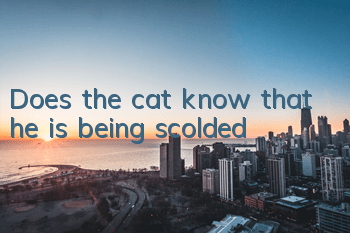 Does the cat know that he is being scolded?