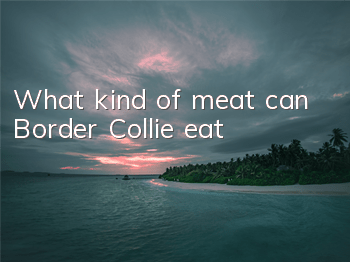What kind of meat can Border Collie eat?
