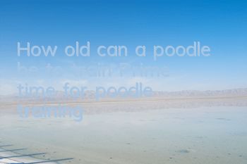THow old can a poodle be to train? Prime time for poodle training!