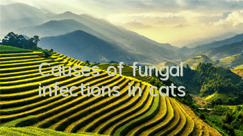 Causes of fungal infections in cats