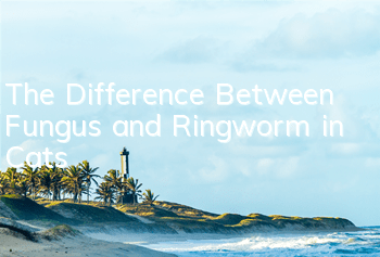 The Difference Between Fungus and Ringworm in Cats