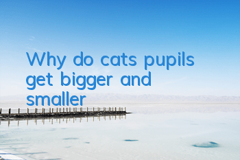 Why do cats’ pupils get bigger and smaller?