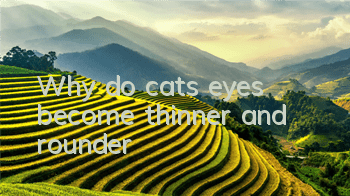Why do cats’ eyes become thinner and rounder?