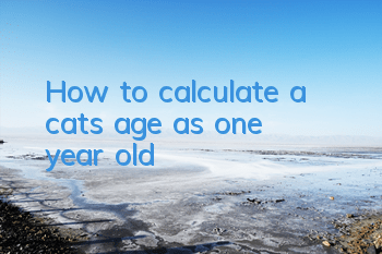 How to calculate a cat’s age as one year old
