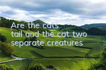 Are the cat's tail and the cat two separate creatures?