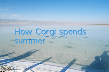How Corgi spends summer