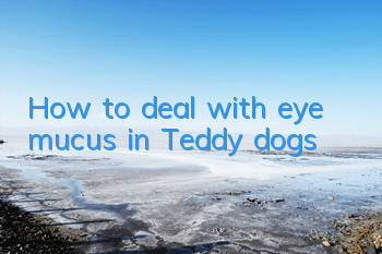 How to deal with eye mucus in Teddy dogs