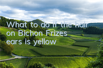 What to do if the hair on Bichon Frize's ears is yellow
