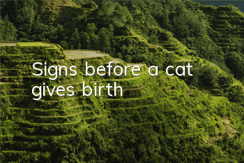 Signs before a cat gives birth