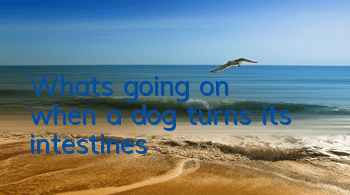TWhat's going on when a dog turns its intestines?