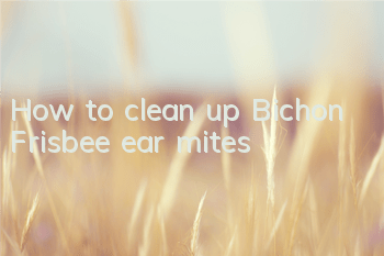 How to clean up Bichon Frisbee ear mites