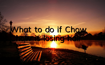 What to do if Chow Chow is losing hair