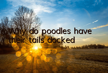 Why do poodles have their tails docked?