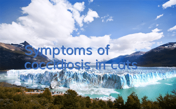 Symptoms of coccidiosis in cats