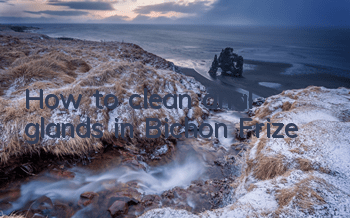 How to clean anal glands in Bichon Frize