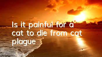 Is it painful for a cat to die from cat plague?