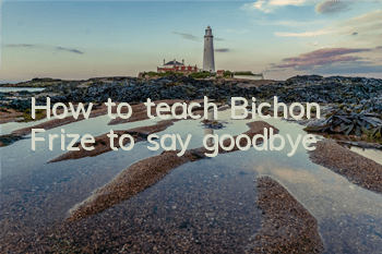 How to teach Bichon Frize to say goodbye