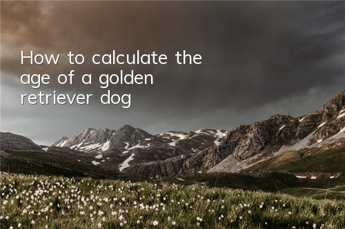 How to calculate the age of a golden retriever dog