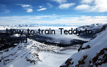 How to train Teddy to stand