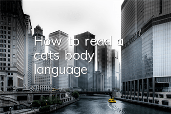 THow to read a cat's body language?