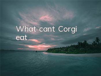 What can’t Corgi eat?