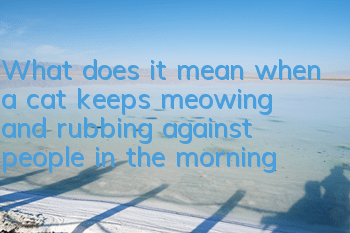 What does it mean when a cat keeps meowing and rubbing against people in the morning?