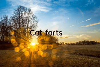 Cat farts