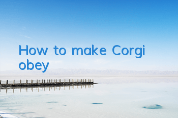 How to make Corgi obey?