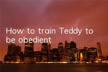 How to train Teddy to be obedient