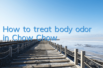 How to treat body odor in Chow Chow