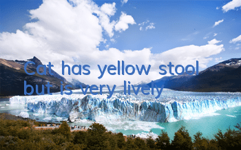 Cat has yellow stool but is very lively